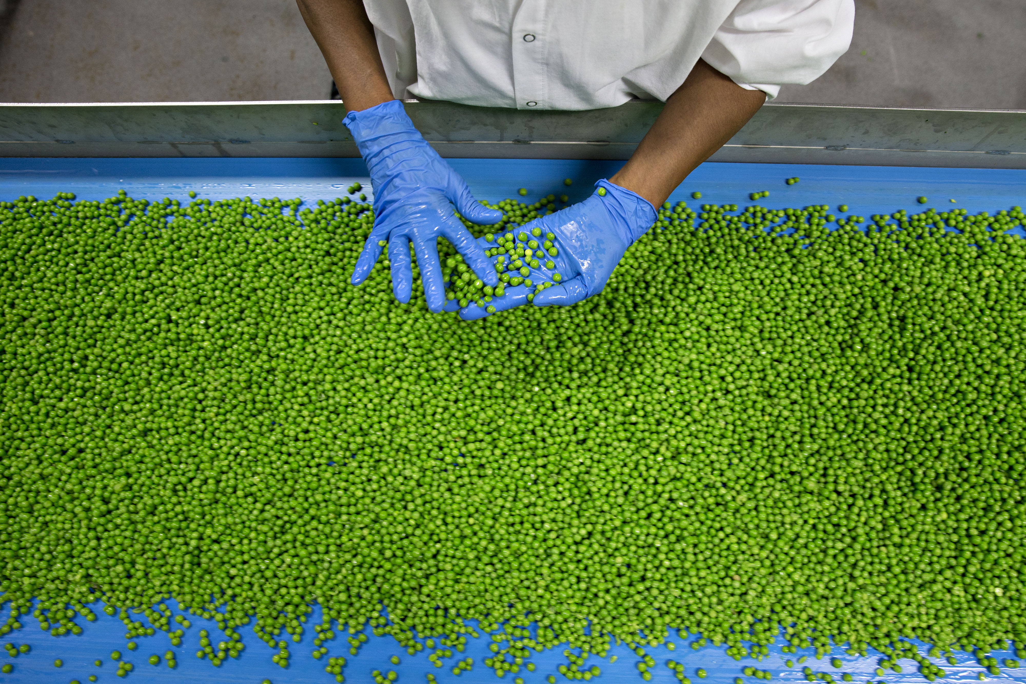A worker inspects fresh peas at a facility in U.S. Photographer: Daniel Acker/Bloomberg