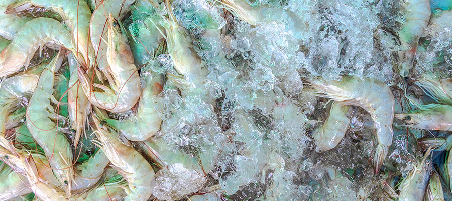 Shrimp